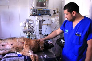Veterinaria Doña Sofía