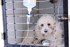 Veterinaria Doña Sofía