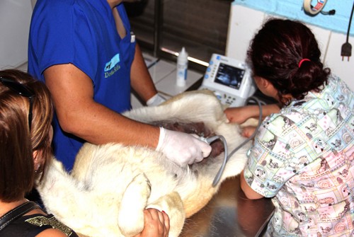 Veterinaria Doña Sofía