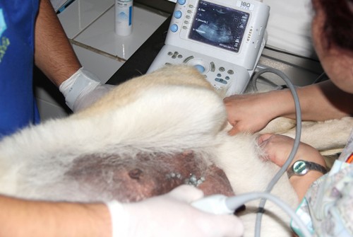 Veterinaria Doña Sofía