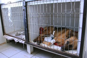 Veterinaria Doña Sofía